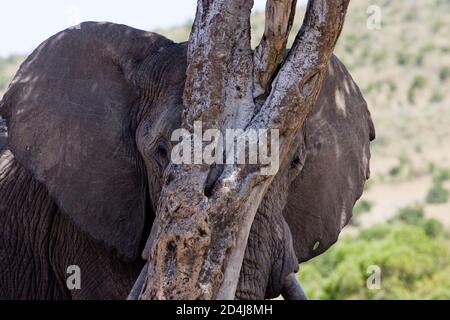 Un éléphant de brousse africain (Loxodonta africana) essaie et ne parvient pas à se cacher derrière un arbre qui ne le fait pas Même couvrir ses yeux dans le Masai Mara du Kenya Banque D'Images