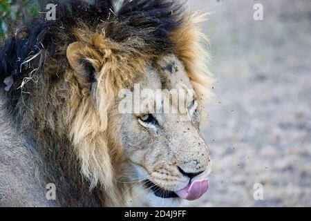 Un lion mâle avec des morceaux d'herbe dans sa manie léche son nez et ses lèvres comme un essaim de mouches Bourdonne autour de son visage dans le Masai Mara du Kenya Banque D'Images