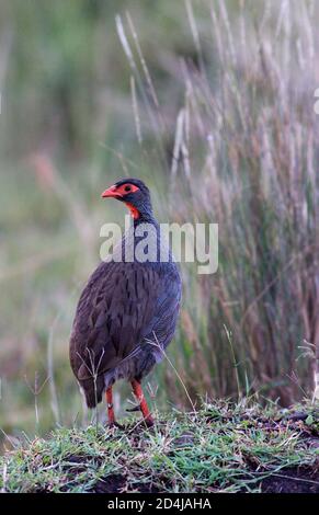 Un poulafox à col rouge/francolin (Pternistis afer leucopaeus) se dresse sur une herbe courte, avec une herbe longue en arrière-plan, dans le Masai Mara, Kenya Banque D'Images