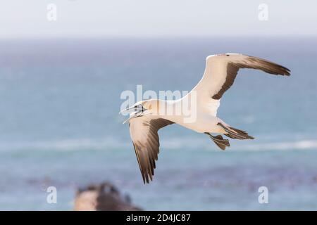 Cap Gannet (Morus capensis) en voie de disparition, volant dans la brume marine du matin, île Bird, baie Lamberts, Cap occidental, Afrique du Sud. Oiseau de l'UICN Banque D'Images