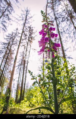 Le foxgant commun sauvage (Digitalis purpurea) pousse dans la forêt allemande. Prise de vue par une journée ensoleillée contre la lumière du soleil Banque D'Images