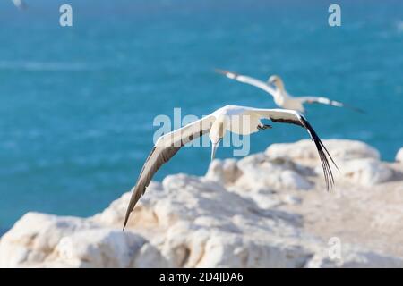 Cap Gannet (Morus capensis) en danger de disparition en vol, volant à Bird Island, Lamberts Bay, Western Cape, Afrique du Sud. Banque D'Images