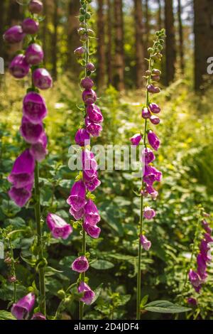 Le foxgant commun sauvage (Digitalis purpurea) pousse dans la forêt allemande. Prise de vue par une journée ensoleillée contre la lumière du soleil Banque D'Images