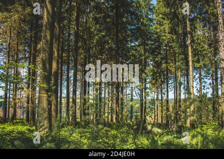 Belle forêt verte à la forêt de Teutoburg, Rhénanie du Nord Westphalie, Allemagne Banque D'Images