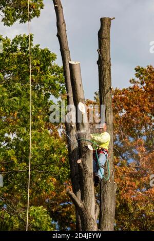 Detroit, Michigan - enlèvement d'arbres dans un quartier résidentiel. Banque D'Images