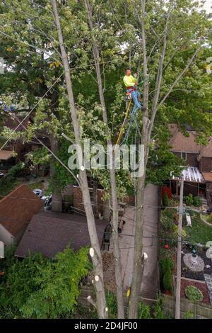 Detroit, Michigan - enlèvement d'arbres dans un quartier résidentiel. Banque D'Images