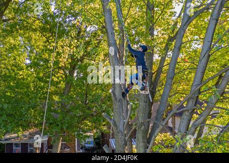 Detroit, Michigan - enlèvement d'arbres dans un quartier résidentiel. Banque D'Images