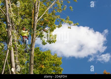 Detroit, Michigan - enlèvement d'arbres dans un quartier résidentiel. Banque D'Images