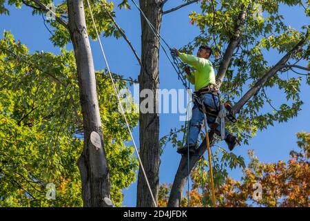 Detroit, Michigan - enlèvement d'arbres dans un quartier résidentiel. Banque D'Images