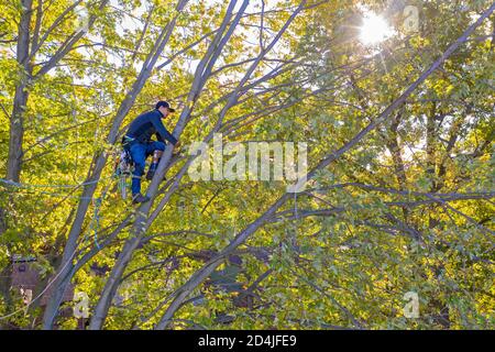 Detroit, Michigan - enlèvement d'arbres dans un quartier résidentiel. Banque D'Images