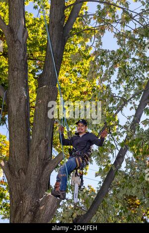 Detroit, Michigan - enlèvement d'arbres dans un quartier résidentiel. Banque D'Images