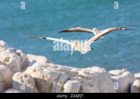 Cap Gannet (Morus capensis) en danger de disparition en vol, volant à Bird Island, Lamberts Bay, Western Cape, Afrique du Sud. Banque D'Images