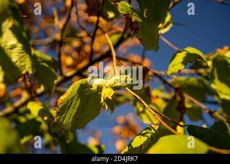 Les noisettes en croissance dans leurs grappes et les feuilles se développent sur un arbre à noisettes torsadé. Une prise de vue macro Banque D'Images