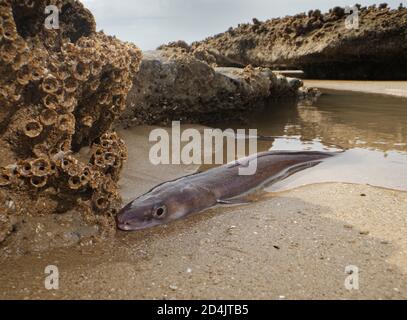 Anguille d'Europe (Anguilla anguilla) adulte migrateur « anguille d'argent » piégée dans une piscine à marée basse sur une plage de sable, pays de Galles du Sud, Royaume-Uni, septembre. Banque D'Images