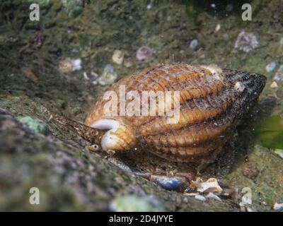 Buccins de chien en réseau (Nassarius reticulatus) en mouvement dans une piscine de roche, The Gower, pays de Galles, Royaume-Uni, août. Banque D'Images