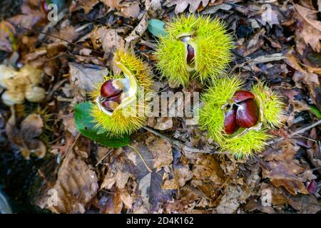 Doux fruits à la noix de Chestnut à l'automne, Auzat, Ariège, France Banque D'Images