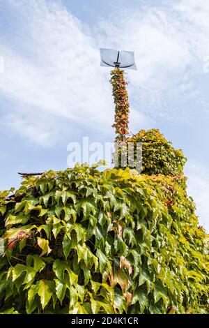 Boston ivy, Parthenocissus tricuspidata, croissant sur une maison déserte à Naas, comté de Kildare, Irlande Banque D'Images