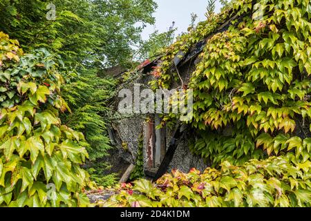 Boston ivy, Parthenocissus tricuspidata, croissant sur une maison déserte à Naas, comté de Kildare, Irlande Banque D'Images