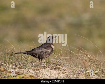 Ring Ouzel, Turdus torquatus, femme, immigrée dans les dunes de Gun Hill, Burnham Overy, Norfolk, avril Banque D'Images