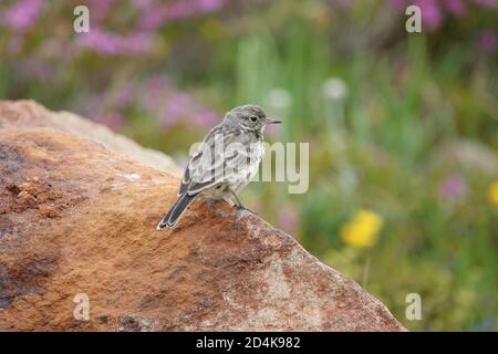 American pipit (Anthus rubescens), également connu sous le nom de pipit à ventre roux, assis sur un rocher dans le parc national du Mont Rainier Banque D'Images