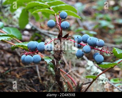 Petit Bush de raisin d'Oregon (Mahonia aquifolium) Dans une forêt du Nord-Ouest du Pacifique Banque D'Images