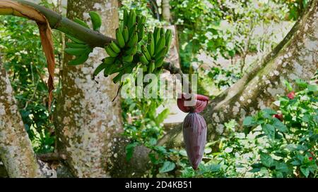 Vue rapprochée de la bananière (musa) avec pédoncule de fruits et inflorescence dans la forêt tropicale de l'île de la Digue, Seychelles. Banque D'Images