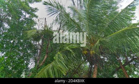 Cococotier (cocos nucifera) dans la forêt agitant dans le vent pendant la tempête tropicale sévère avec de fortes précipitations sur l'île de Praslin, Seychelles. Banque D'Images