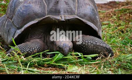 Vue rapprochée de face de la tête et de la coquille d'une vieille tortue géante (aldabrachelys) manger lentement des plantes (feuilles et herbe) près de la plage d'Anse Lazio, Praslin. Banque D'Images