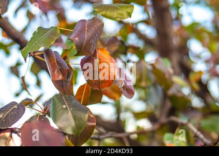 automne laisser sur un arbre, gros plan Banque D'Images