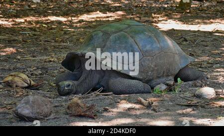 Vieille tortue géante (aldabrachelys) se reposant à midi de chaleur entre les noix de coco sur l'île de Curieuse, Seychelles. Banque D'Images