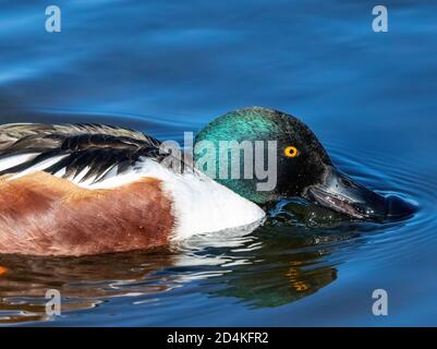 Une image en gros plan d'un canard de la pelle butte trainant de petites particules alimentaires trouvées dans l'eau à travers une facture spéciale comme des protubérances appelées lamellae. Banque D'Images