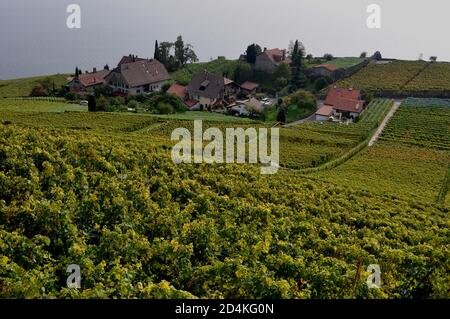 Suisse : les vignobles et terrasses Lavaux au patrimoine mondial de l'Unesco près de St Saphorin, au-dessus du lac de Genève Banque D'Images