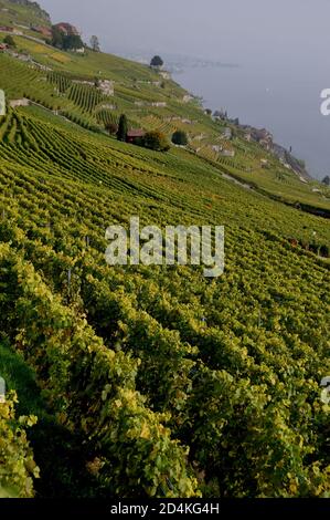 Suisse : les vignobles et terrasses Lavaux au patrimoine mondial de l'Unesco près de St Saphorin, au-dessus du lac de Genève Banque D'Images