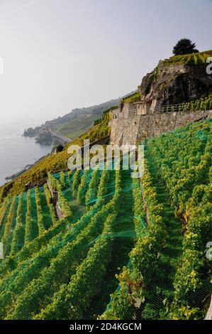 Suisse : les vignobles et terrasses Lavaux au patrimoine mondial de l'Unesco près de St Saphorin, au-dessus du lac de Genève Banque D'Images