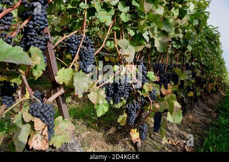 Le vignoble et les terrasses Lavaux au patrimoine mondial de l'Unesco Banque D'Images