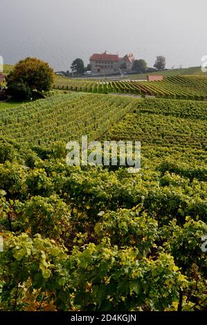 Suisse : les vignobles et terrasses Lavaux au patrimoine mondial de l'Unesco près de St Saphorin, au-dessus du lac de Genève Banque D'Images