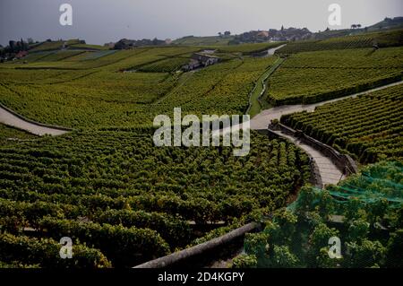 Suisse : les vignobles et terrasses Lavaux au patrimoine mondial de l'Unesco près de St Saphorin, au-dessus du lac de Genève Banque D'Images