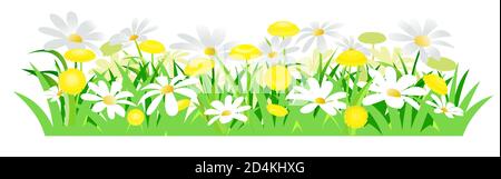 Pissenlits jaunes et pâquerettes blanches. Illustration vectorielle isolée. Fleurs sauvages de prairie. Style de dessin animé... Herbe de printemps et fleurs. Image d'arrière-plan. Banque D'Images