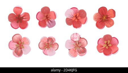 Fleurs de vergers : cerises, prunes, abricots, pêches, poires, pommiers. Lot de 6 fleurs. Rouge et rose. Vecteur isolé sur un blanc Banque D'Images