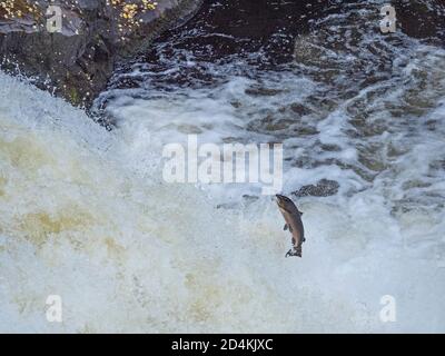 Saumon de l'Atlantique, Salmo salar, migration vers le haut de la rivière Shin un affluent de la rivière Oykel, bondissant les chutes de Shin, nord de l'Écosse, septembre Banque D'Images