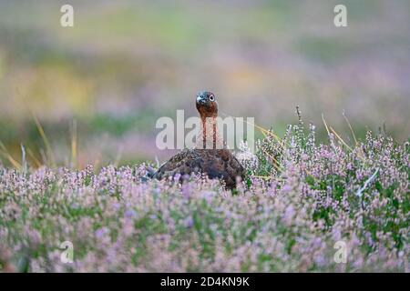Tétras rouge, Lagopus lagopus scotica mâle parmi la bruyère à fleurs sur la lande de lochindorb, Speyside Scotland, septembre Banque D'Images
