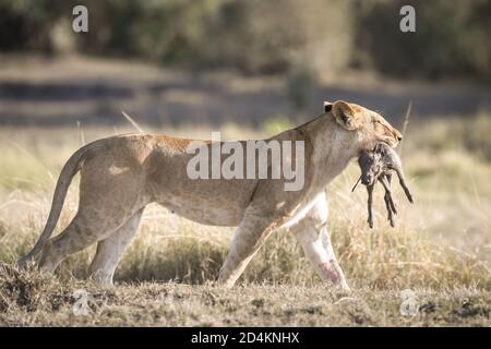 Lion (Panthera leo) Avec le porcelet tuer dans la bouche marche dans le Mara Masaai Du Kenya Banque D'Images