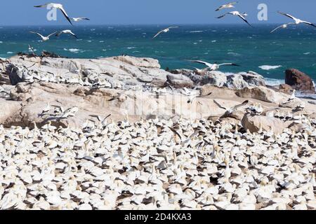 Cap Gannet (Morus capensis) à la colonie de reproduction de Bird Island, Lamberts Bay, Western Cape, Afrique du Sud, lors d'une journée venteuse avec tous les oiseaux faci Banque D'Images