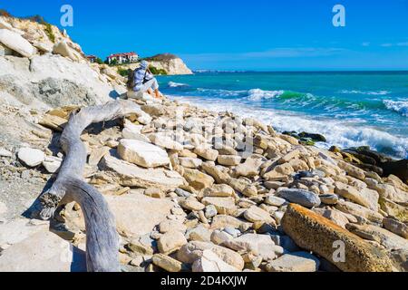 Grand serpent de mer mordant des poissons rampant parmi les rochers sur Le rivage, la plage d'Adora, le village de Topola, la côte de la mer Noire Bulgarie Banque D'Images