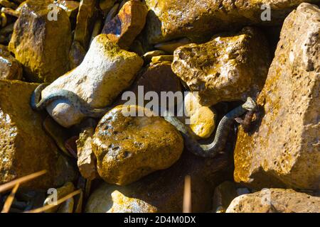 Grand serpent de mer mordant des poissons rampant parmi les rochers sur Le rivage, la plage d'Adora, le village de Topola, la côte de la mer Noire Bulgarie Banque D'Images