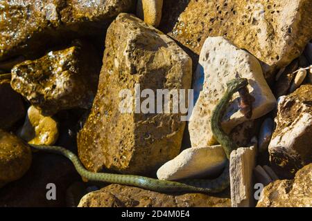 Grand serpent de mer mordant des poissons rampant parmi les rochers sur Le rivage, la plage d'Adora, le village de Topola, la côte de la mer Noire Bulgarie Banque D'Images