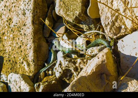 Grand serpent de mer mordant des poissons rampant parmi les rochers sur Le rivage, la plage d'Adora, le village de Topola, la côte de la mer Noire Bulgarie Banque D'Images