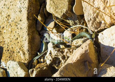 Grand serpent de mer mordant des poissons rampant parmi les rochers sur Le rivage, la plage d'Adora, le village de Topola, la côte de la mer Noire Bulgarie Banque D'Images