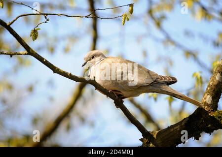 La colombe à col eurasien, Streptopelia decaocto, perchée sur une branche. Banque D'Images