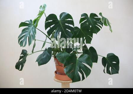 Monstera deliciosa plante Banque D'Images